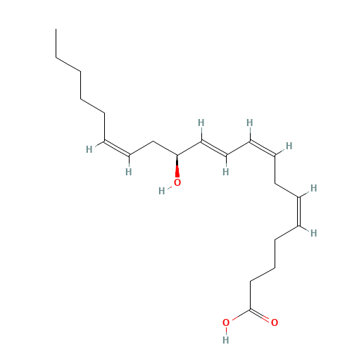 12(S)-HETE (CAS: 54397-83-0) - Related Chemical Product