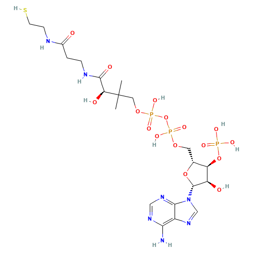 Coenzyme A (CAS: 85-61-0) - Related Chemical Product