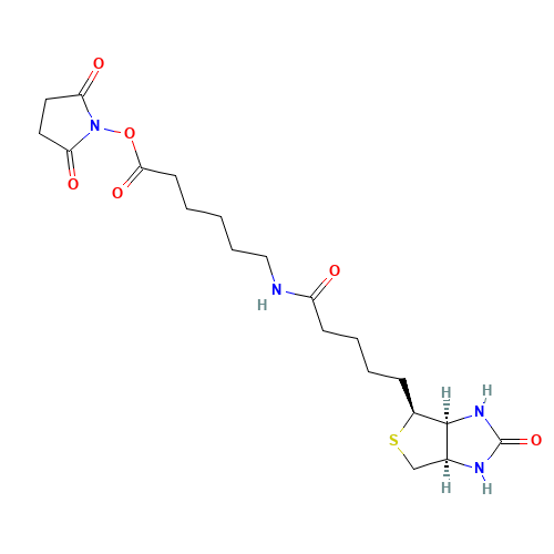Succinimidyl 6-(biotinamido)hexanoate (CAS: 72040-63-2) - Related Chemical Product