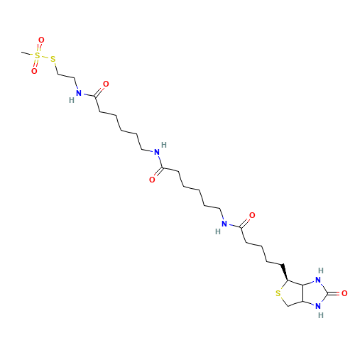 N-Biotinylcaproylaminocaproylaminoethyl Methanethiosulfonate (CAS: 1038749-81-3) - Related Chemical Product