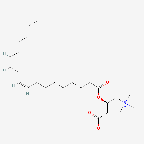 Linoleoyl Carnitine (CAS: 36816-10-1) - Related Chemical Product
