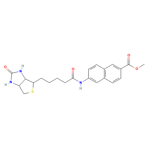 Methyl N-Biotinyl-6-amino-2-naphthonate (CAS: 1041143-49-0) - Related Chemical Product
