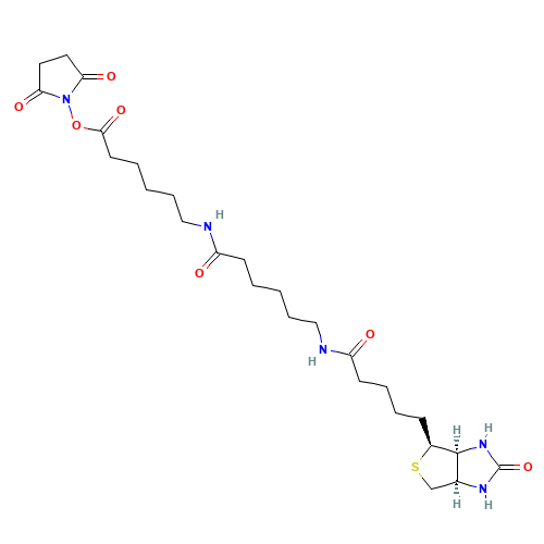 Succinimidyl-6-[6-(biotinamido)caproyl]caproylate (CAS: 89889-52-1) - Related Chemical Product