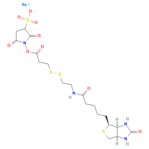 Sulfosuccinimidyl 3-[[2-(Biotinamido)ethyl] dithio]propionate Sodium Salt (CAS: 325143-98-4) - Related Chemical Product