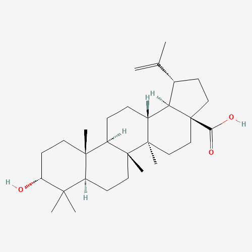 3-epi-betulinic acid (CAS: 38736-77-5) - Related Chemical Product