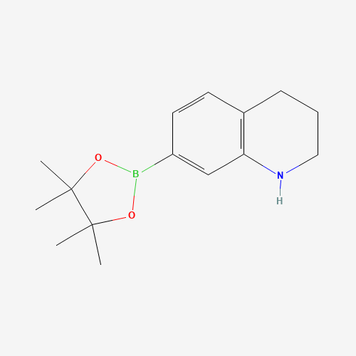 7-(4,4,5,5-tetramethyl-1,3,2-dioxaborolan-2-yl)-1,2,3,4-tetrahydroquinoline (CAS: 1235142-07-0) - Related Chemical Product